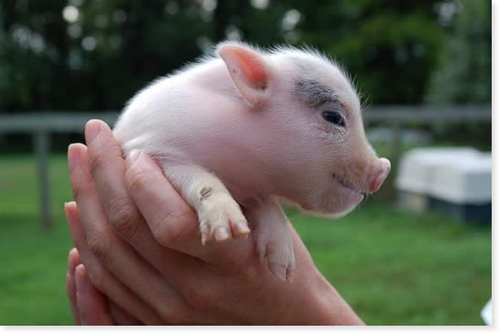 01 Guinea Pig.jpg