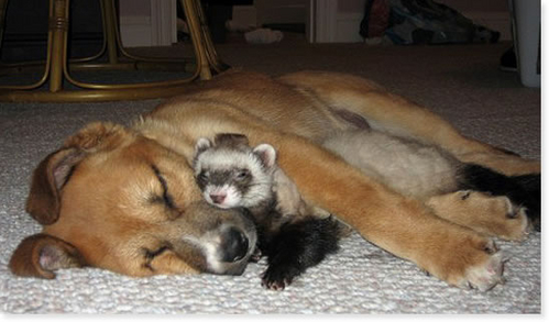 02 Dog and Racoon.jpg