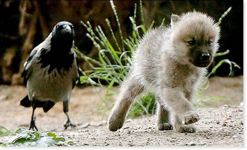 04 Dog and Bird.jpg