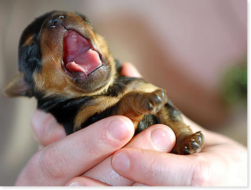 05 Yawn.jpg
