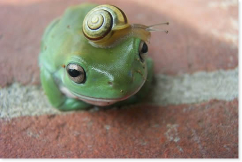 06 Snail.jpg