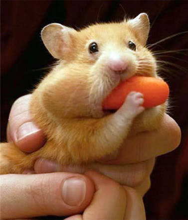 07 Carrot.jpg
