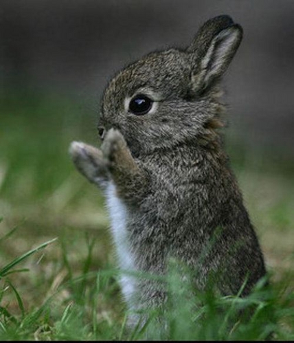 11 Bunny.jpg