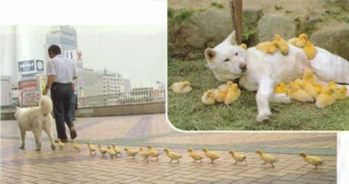 13 Duck Walk.jpg