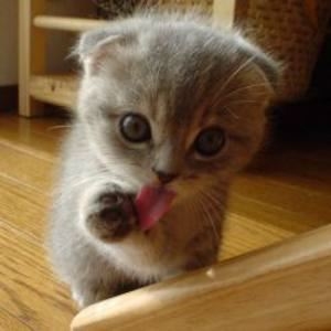15 Lick.jpg