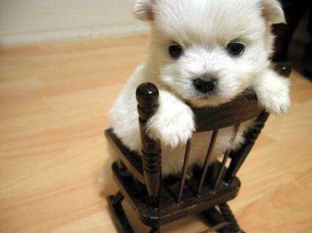 16 Chair.jpg