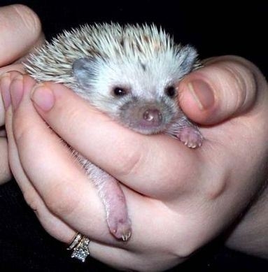 18 Porcupine.jpg