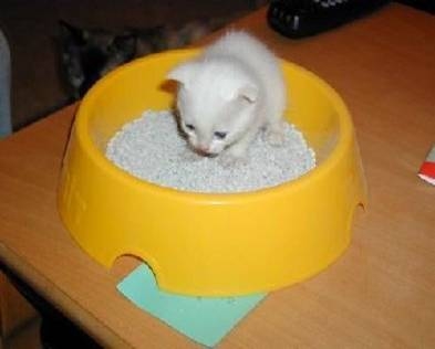 19 Kitten in Dog Bowl.jpg