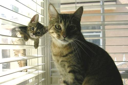 01 Cats.jpg