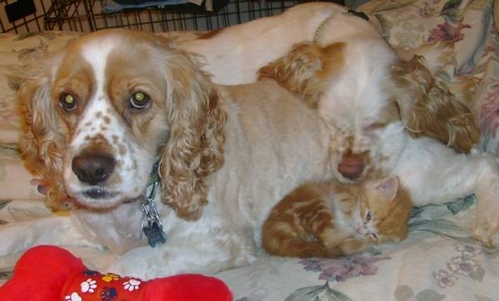 02 Dog and Kitten.jpg