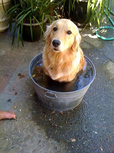 03 Dog in Bath.jpg