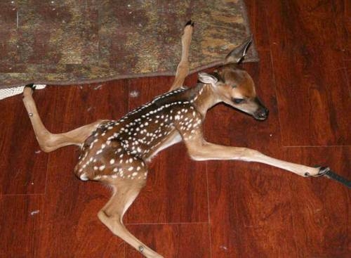 04 Deer Spread.jpg
