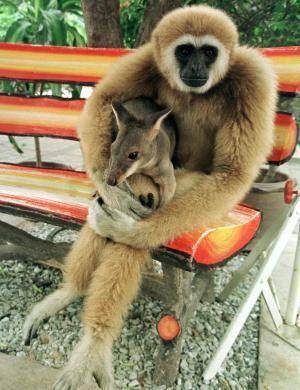 06 Monkey.jpg