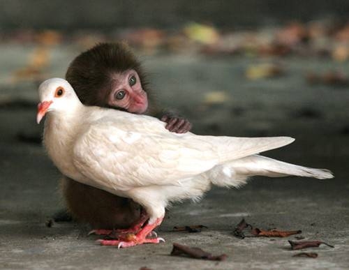 07 Monkey Bird.jpg
