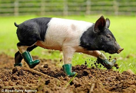 08 Pig In Boots.jpg