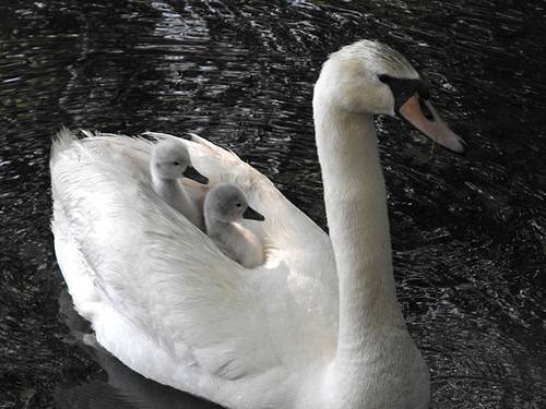 10 Swan.jpg