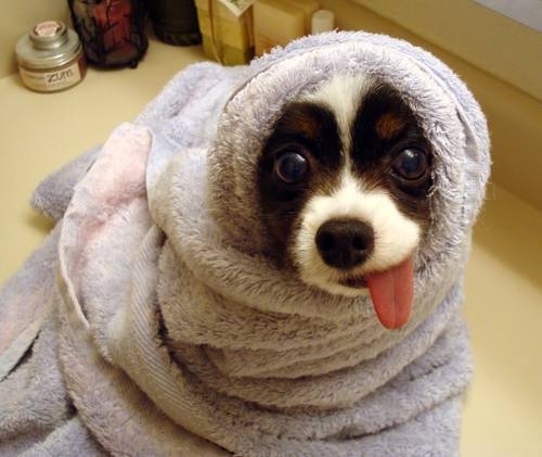 11 Dog Tongue.jpg