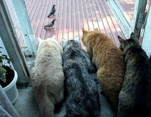 Cats and Birds.jpg
