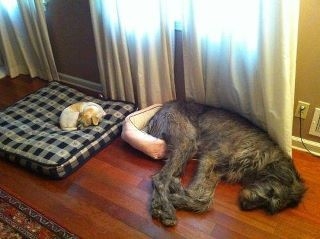 Big Dog Little Bed.jpg