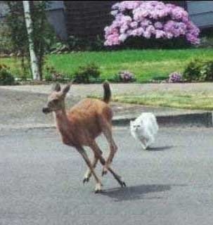 Cat Chasing Deer.jpg