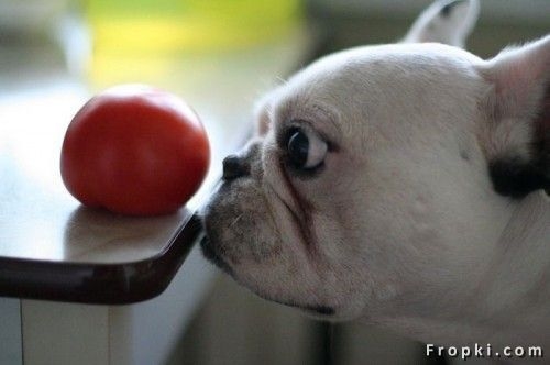 02 Look at the tomato.jpg