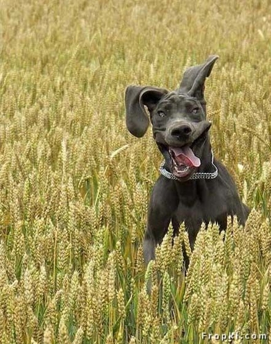 03 Funny face in the field.jpg