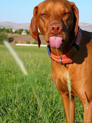 04 Sticking his tongue out.jpg