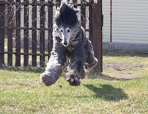 11 Trying to fly.jpg