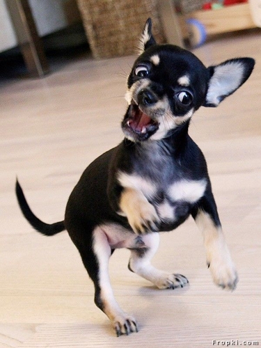 12 Im gonna get ya.jpg