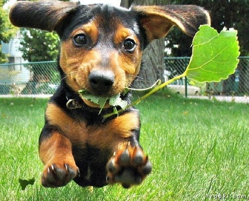 14 Happy leaf.jpg
