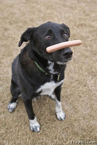 15 Hot dog.jpg