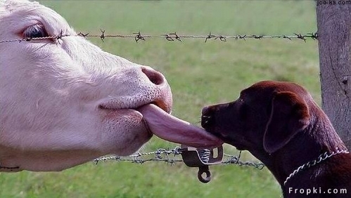 17 Cow lick.jpg