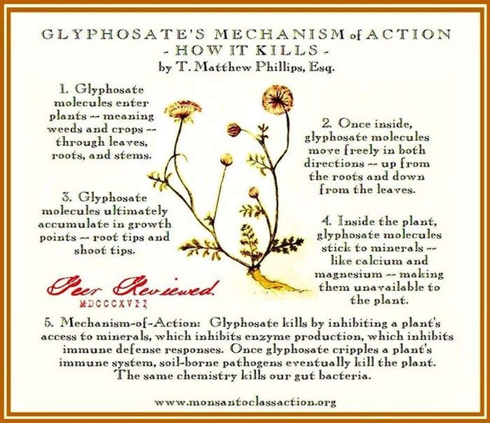 Glyphosates Mechanism of Action How It Kills.jpg