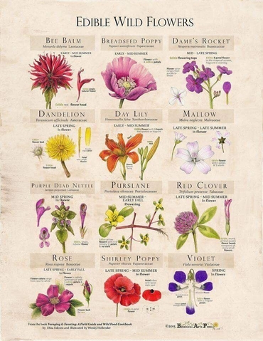 edible-wild-flowers.jpg