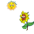 sunnyflower